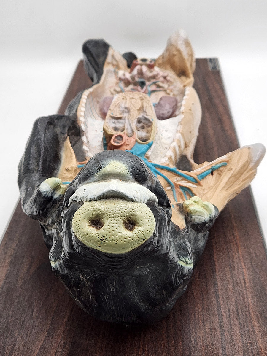 Bobbitt Fetal Pig Model