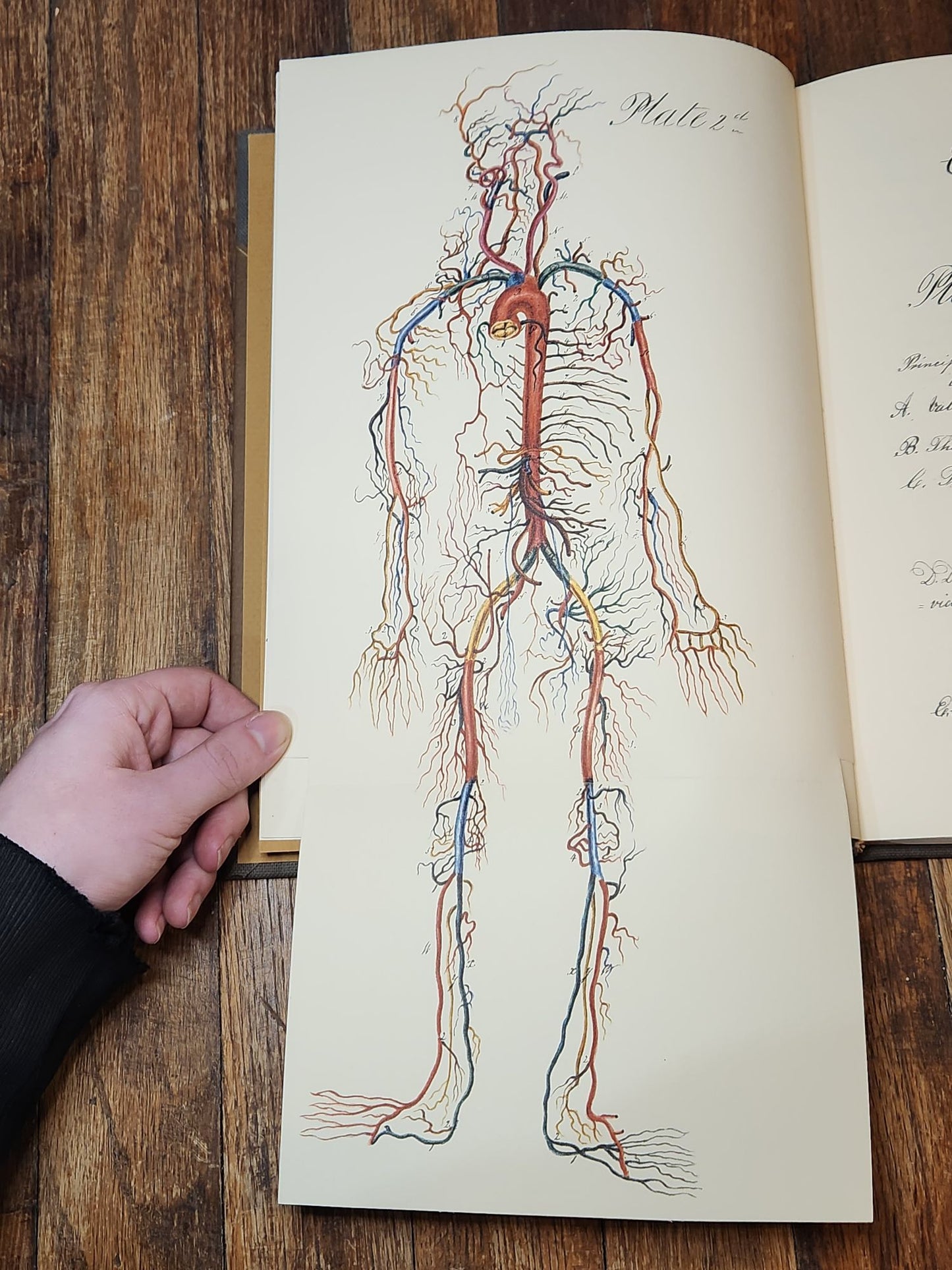 Charles Bell and the Origin of His Engravings of the Arteries