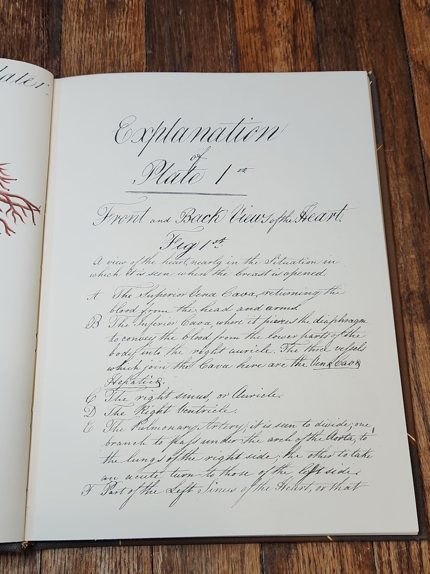 Charles Bell and the Origin of His Engravings of the Arteries
