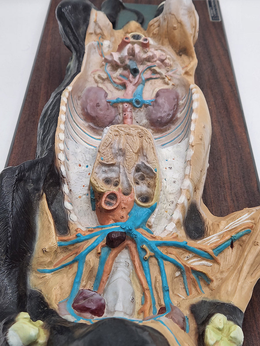 Bobbitt Fetal Pig Model