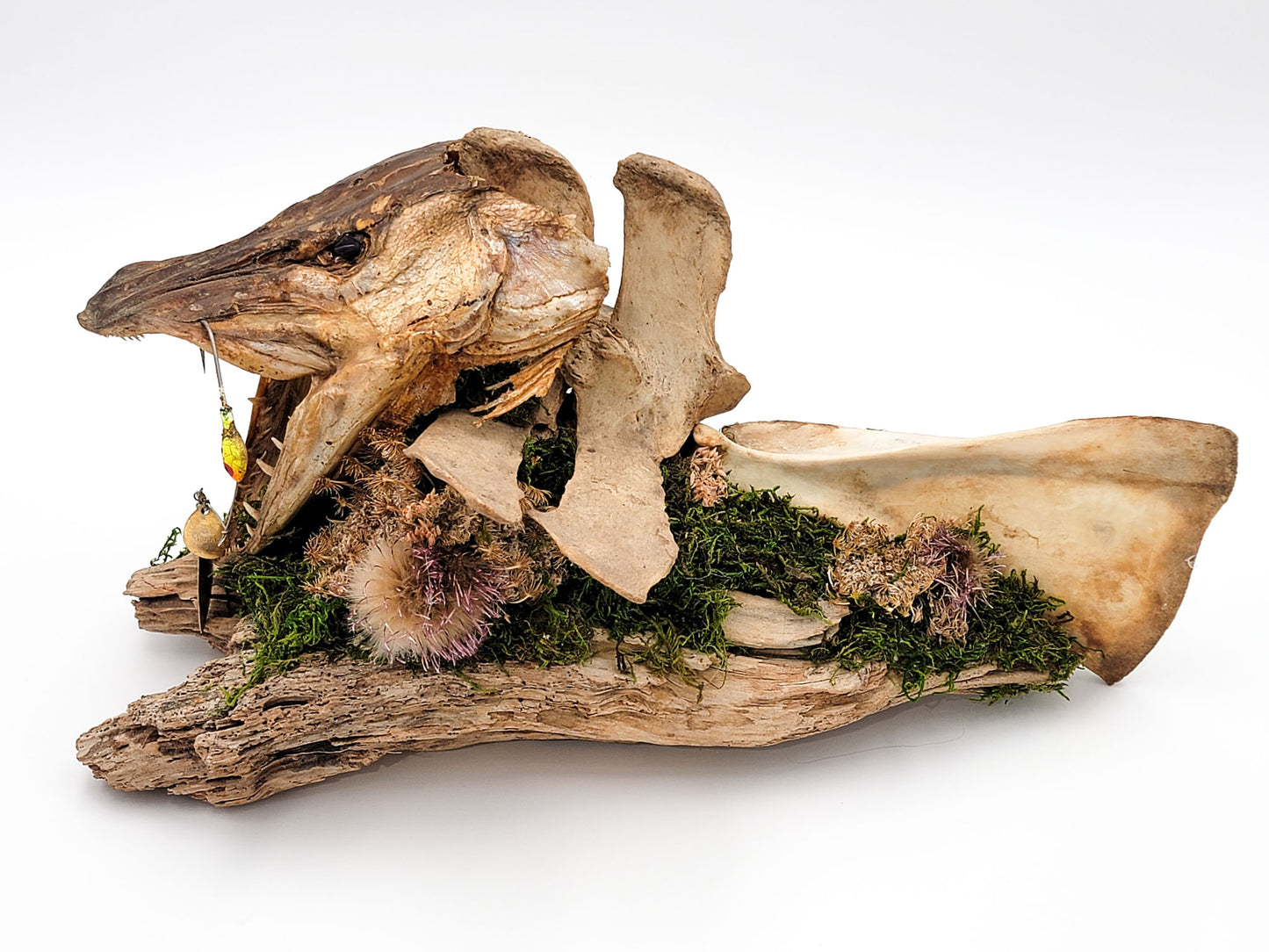 Wild Bone and Fish Assemblage Art