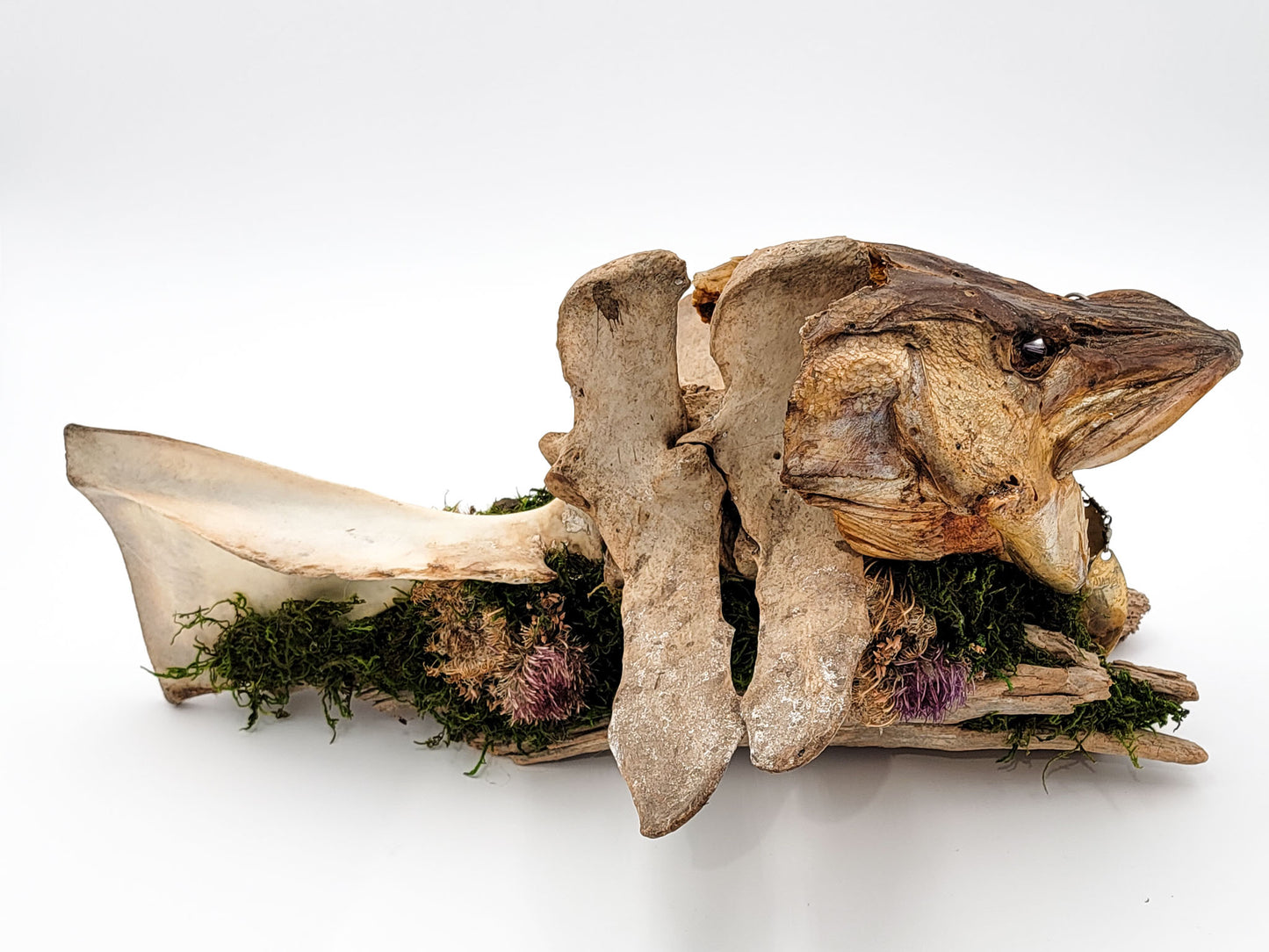 Wild Bone and Fish Assemblage Art