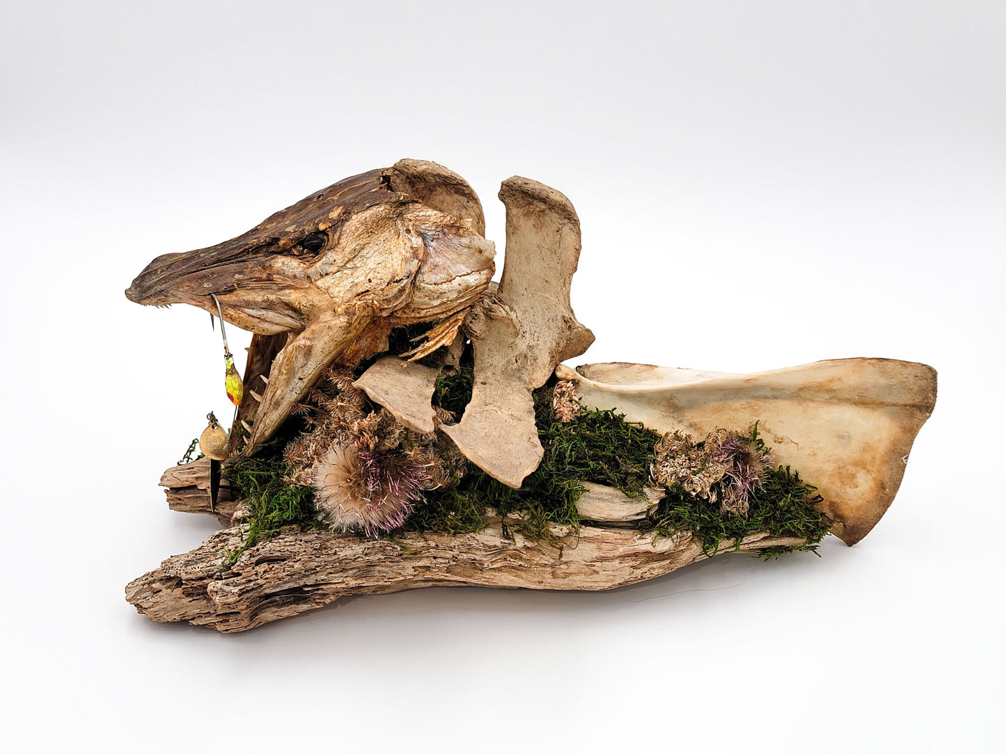 Wild Bone and Fish Assemblage Art