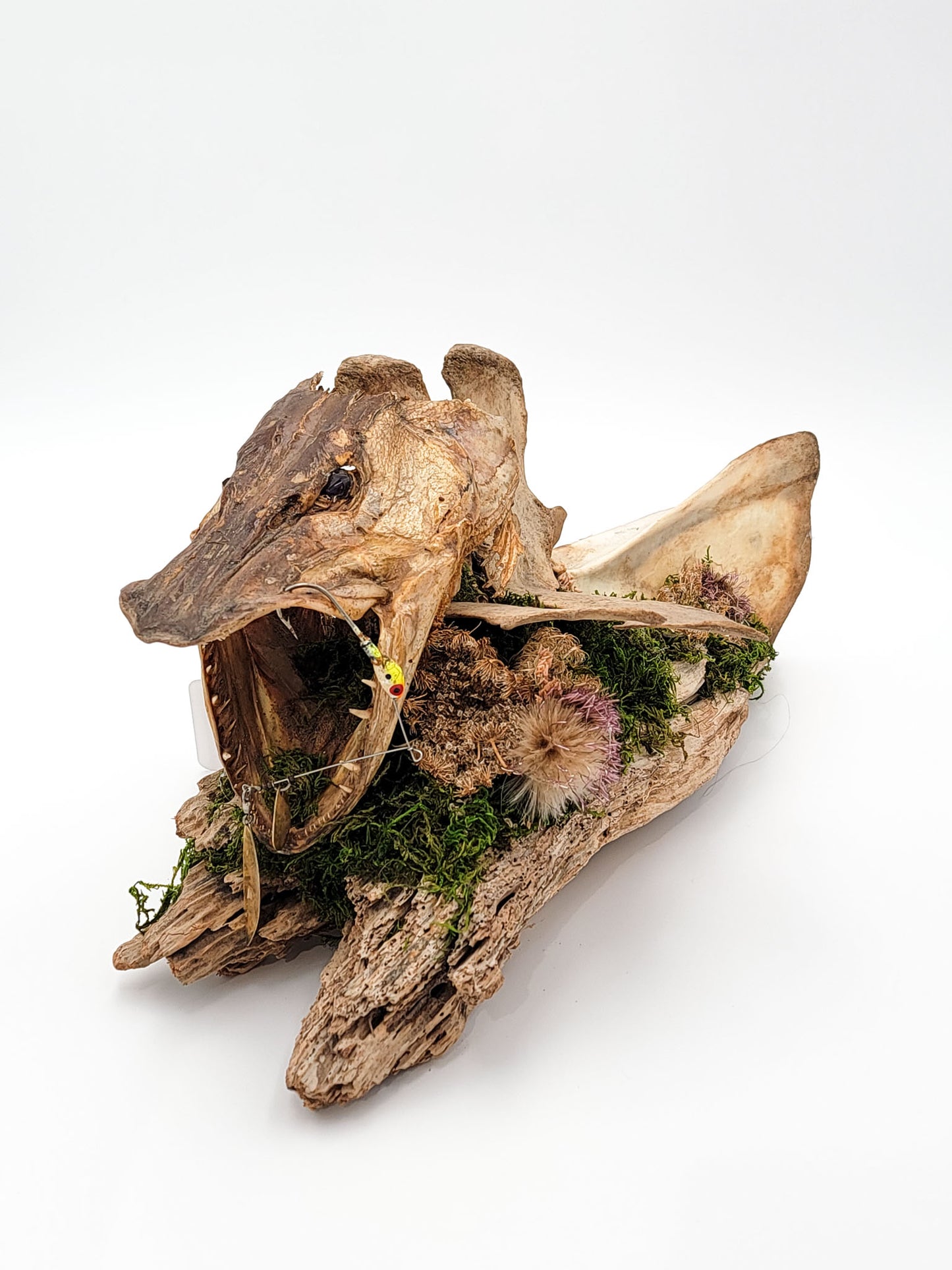 Wild Bone and Fish Assemblage Art