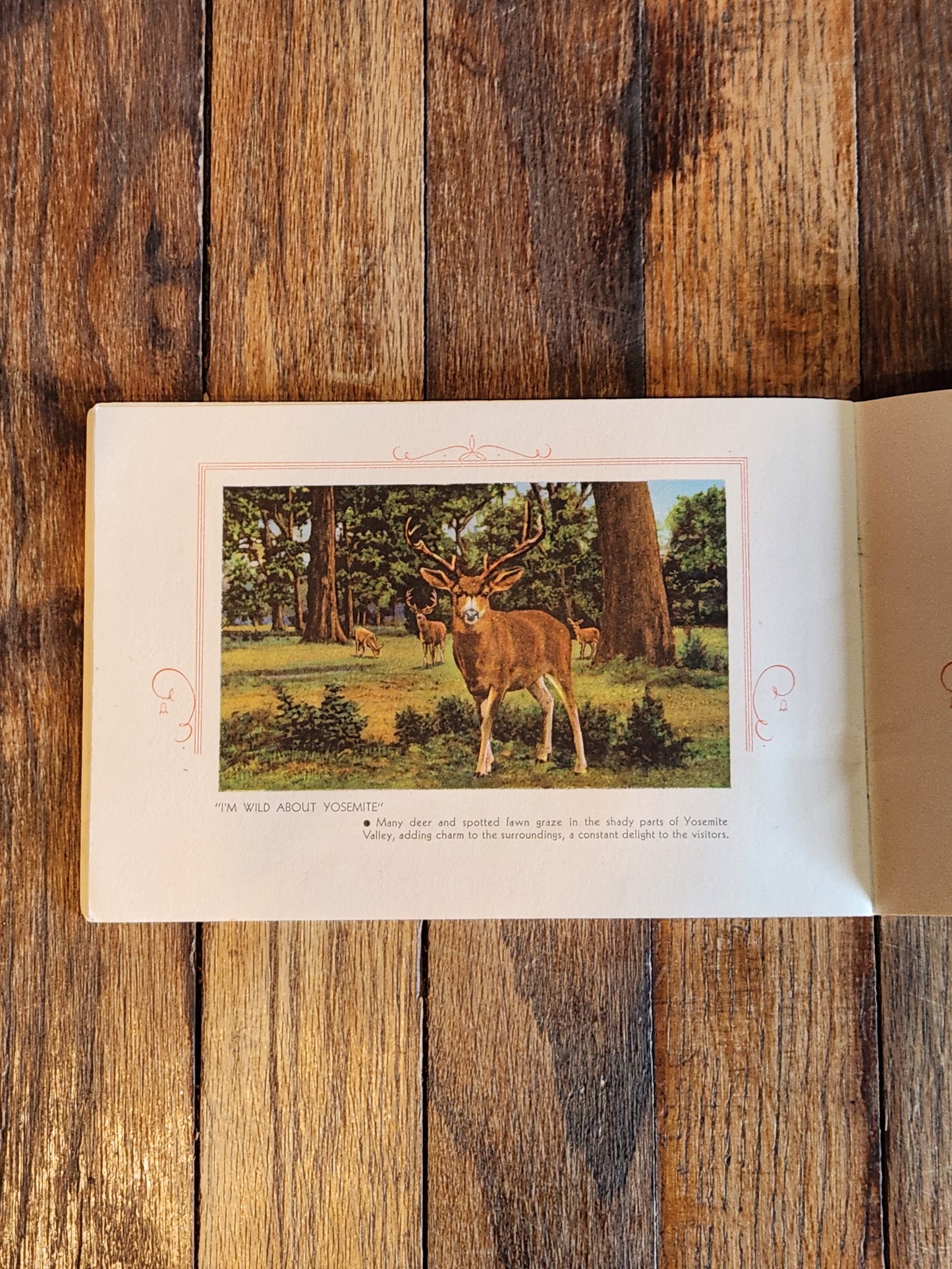Vintage Yosemite National Park Souvenir Booklet – Western Publishing & Novelty Co. – 1930s–40s Scenic Views