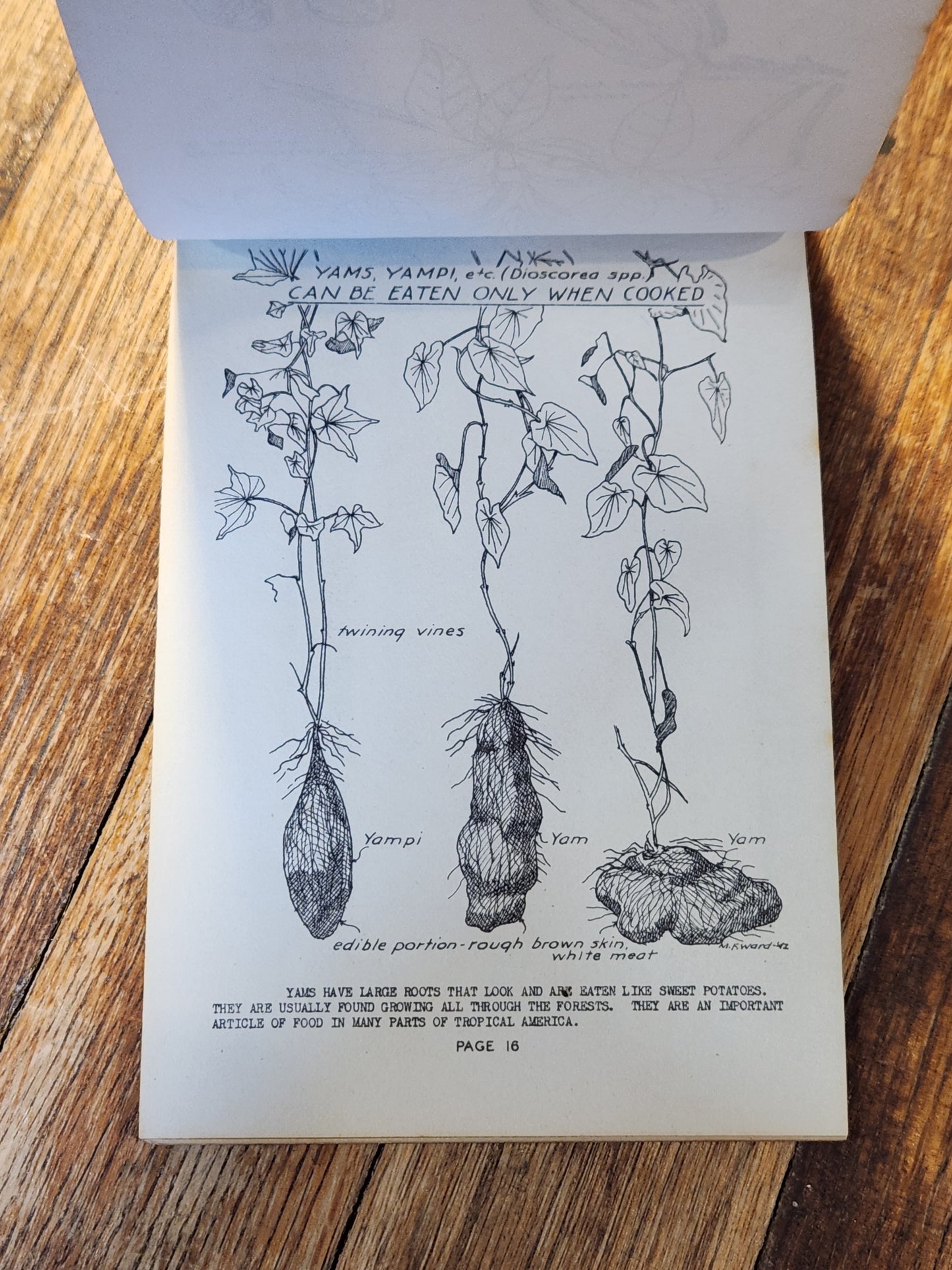 Edible, Poisonous and Medicinal Fruits of Central America