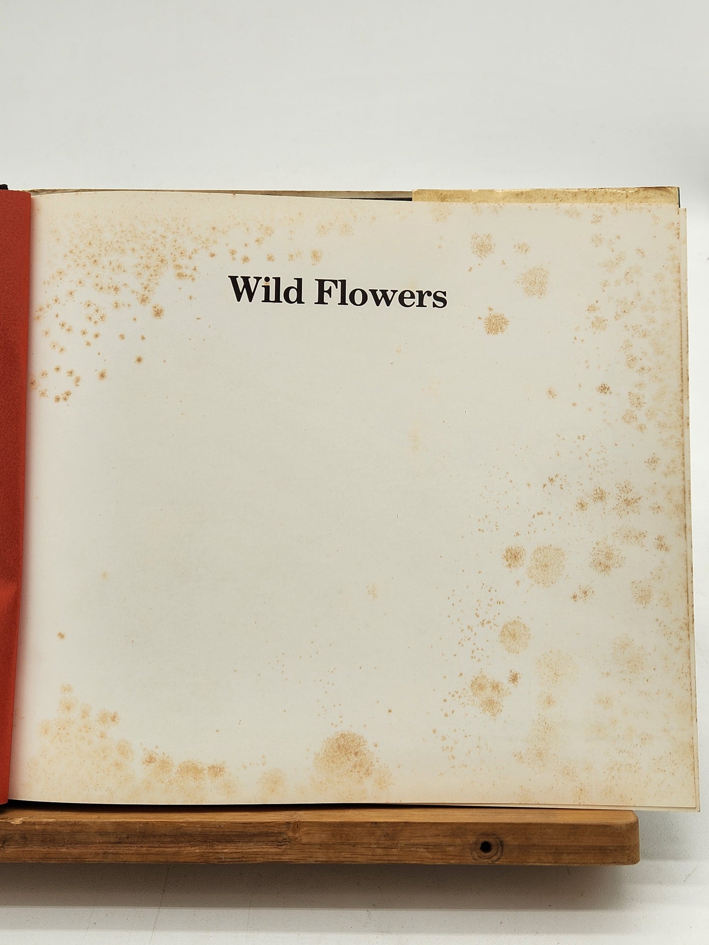 Joel Meyerowitz Wild Flowers 1983 first edition photography book with color plates. Notable street photography work—foxing present.