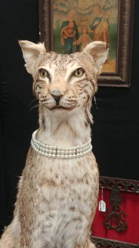 Bobcat with necklace